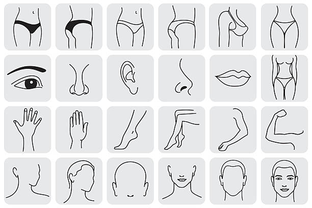 Body Parts human body parts, medical vector icons. Body sculpting system   neck stock illustrations