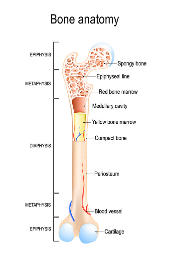 Bone anatomy. Structure of a Long Bone.
