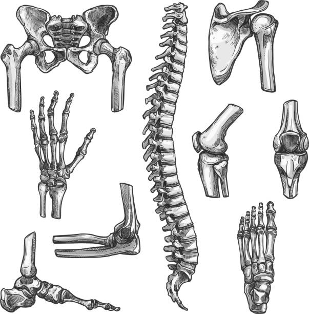Bone and joint sketches set for medicine design Bone and joints sketches set. Human skeleton hand, knee and shoulder, hip, foot, spine, leg and arm, finger, elbow, pelvis, thorax, ankle, wrist icon for orthopedics and rheumatology medicine design joint body part stock illustrations