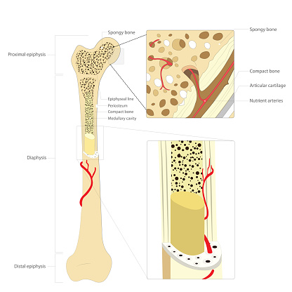 Bone structure medical educational science vector illustration.Bone anatomy