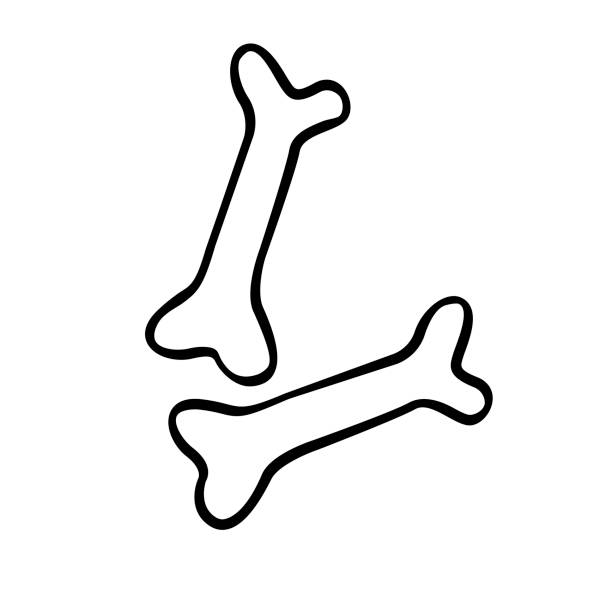 knochen. handgezeichnete umriss vektor-illustration im doodle-stil, isoliert auf weißem hintergrund - knochen stock-grafiken, -clipart, -cartoons und -symbole