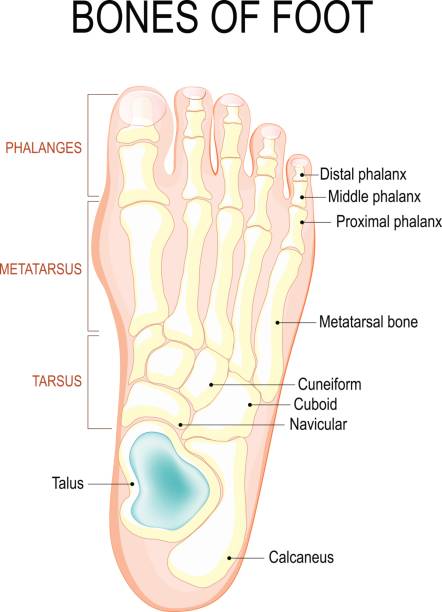 Bones of foot. Bones of foot. Human Anatomy. The diagram shows the placement and names of all bones of foot. foot anatomy stock illustrations