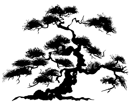 bonsai. Japanese pine tree. hand drawn illustration.