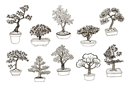 bonsai plants vector hand drawn set
