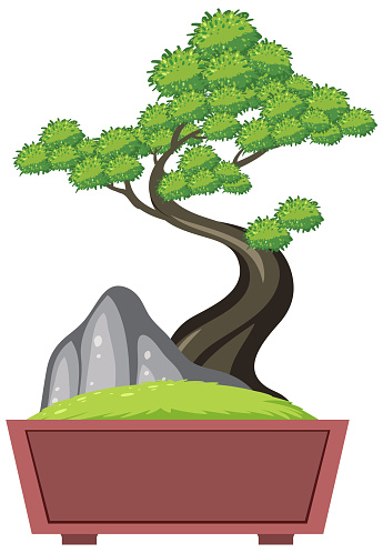 Bonsai tree in pot on white background