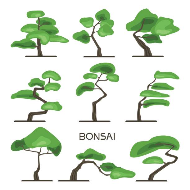 盆栽ツリー セットです。ミニチュア木の成長の日本美術。ベクトル図では、白で隔離。 - 松　日本点のイラスト素材／クリップアート素材／マンガ素材／アイコン素材
