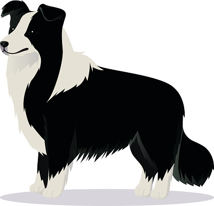 Border Collie dog black and white