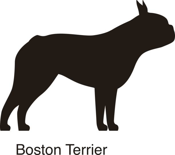 Boston Terrier Illustrations, Royalty-Free Vector Graphics & Clip Art