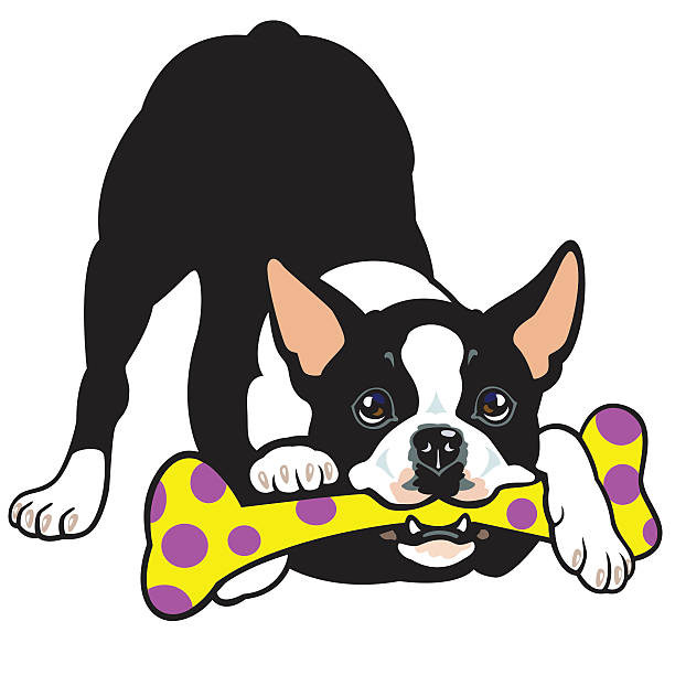 Royalty Free Boston Terrier Clip Art, Vector Images & Illustrations