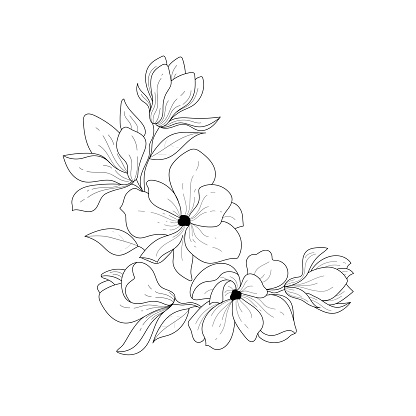 Botanical illustration. Magnolia. Black and white flower arrangement. Sketch hand drawing of a flower, linear art on a white background. Vector illustration