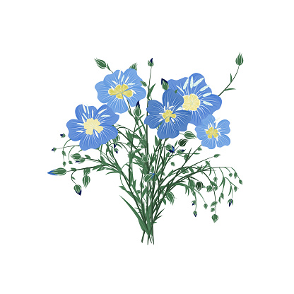 A bouquet of flax flowers isolated on a white background. A bunch of blue flowers with buds and leaves. Vector illustration in cartoon style