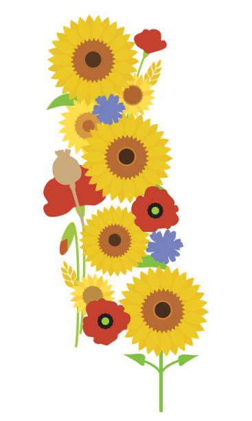 Top 60 Red Sunflower Clip Art, Vector Graphics and ...