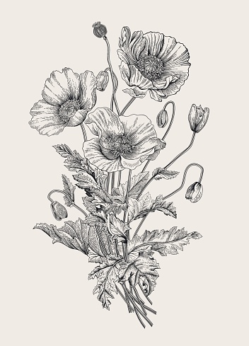 Bouquet Poppies Black And White Stock Illustration - Download Image Now ...