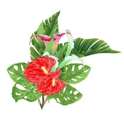 Bouquet with tropical flowers floral arrangement, with beautiful lilies Cala and anthurium and banana leaves and monstera vintage vector illustration  editable