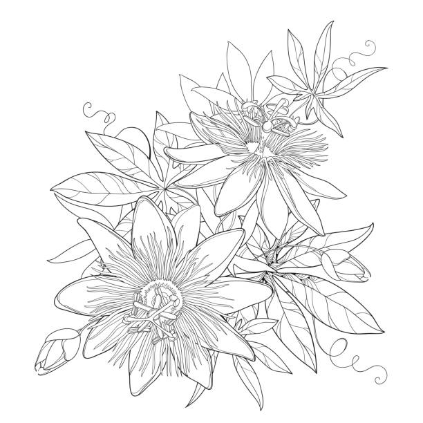 Passion Flower Line Drawing : Royalty free passion flower clip art vector images