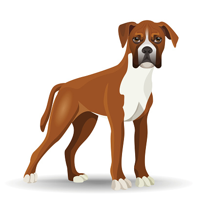 Boxer Dog Full Length Vector Illustration Isolated On White Stock