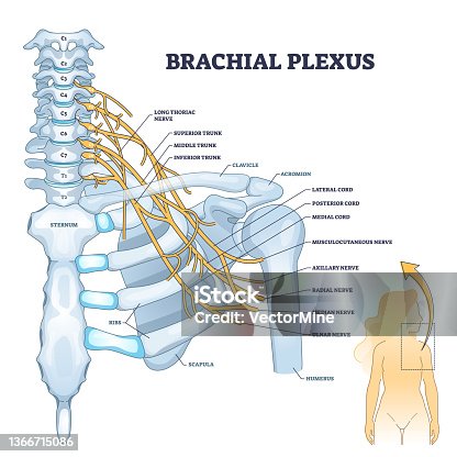 istock Brachial plexus network of nerves in the shoulder structure outline concept 1366715086