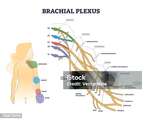 istock Brachial plexus structure as isolated shoulder nerves network outline concept 1366715070