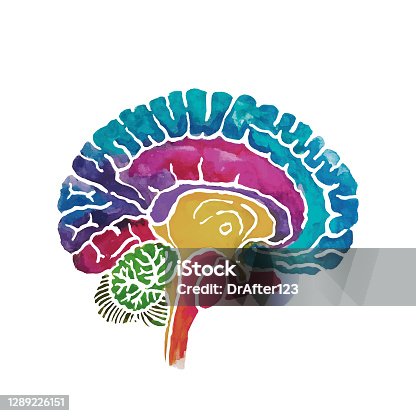 istock Brain Cross Section Water Color Cut Out 1289226151