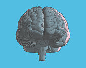 Brain color engraving drawing front view in graphic illustration style with flow line art isolated on blue background