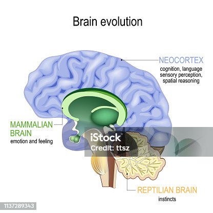 istock Brain evolution. Triune brain: Reptilian complex, mammalian brain and Neocortex 1137289343
