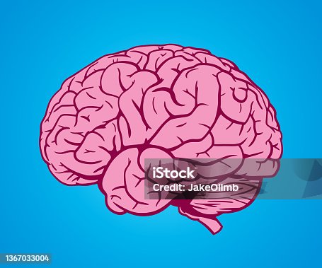 istock Brain Hand Drawn 2 1367033004