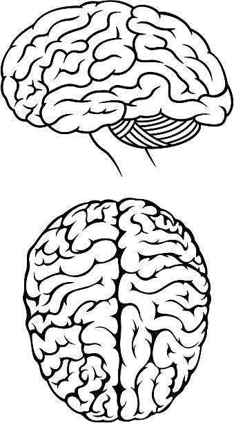 Brain Illustrations vector art illustration
