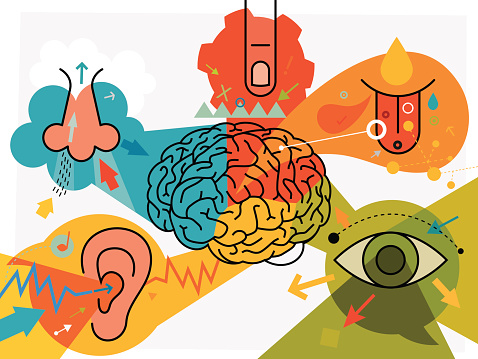 Brain Parts And Sensory Perception