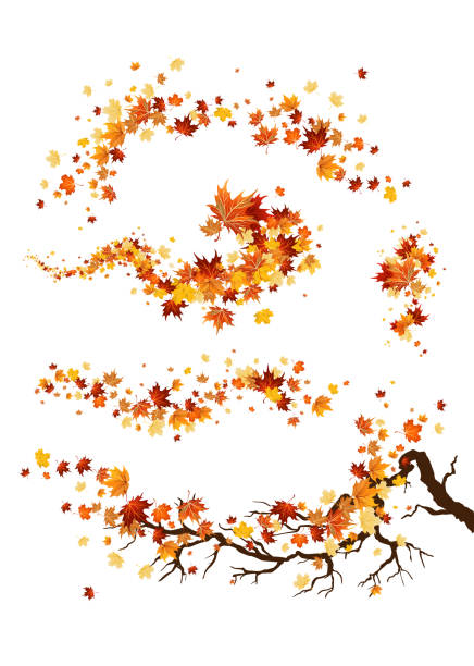 Branch and leaves decor Autumn leaves borders. Nature design elements set. Fall maple leaves for decoration. fall leaves stock illustrations