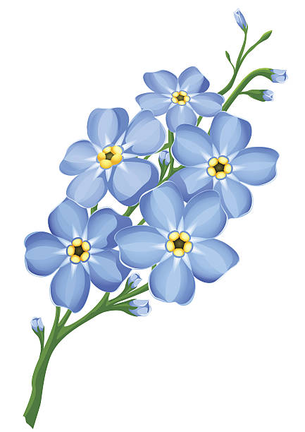 Best Forget Me Not Illustrations, Royalty-Free Vector Graphics & Clip