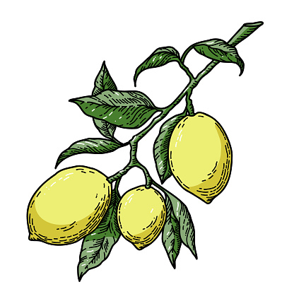 Branch of lemon tree. Vector illustration