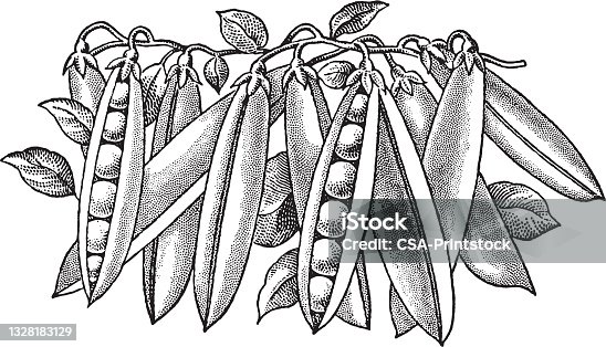 istock Branch of Peapods 1328183129