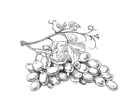 Branch of ripe fresh grapes with leaves in sketch style. Vector hand drawn illustration of grapes, isolated engraving on white background.