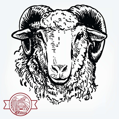 Breeding cattle. head of a sheep. vector sketch on white background
