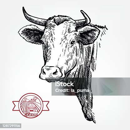 istock Breeding cattle. head of a Texas longhorn. vector sketch on white background 1287291156