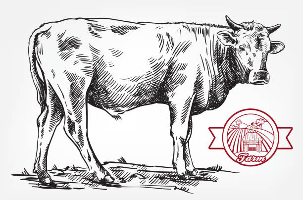 breeding cow. animal husbandry. livestock breeding cow. grazing cattle. animal husbandry. livestock. vector sketch on a grey background bull animal stock illustrations