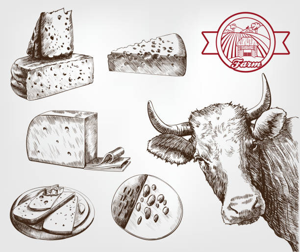 breeding cows breeding cows. set of sketches made by hand cheese drawings stock illustrations