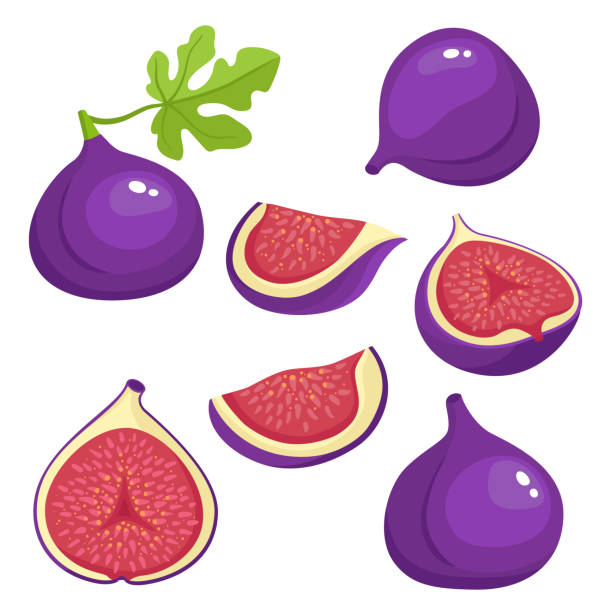 ilustrações de stock, clip art, desenhos animados e ícones de bright vector set of colorful fresh juicy fig. - figo