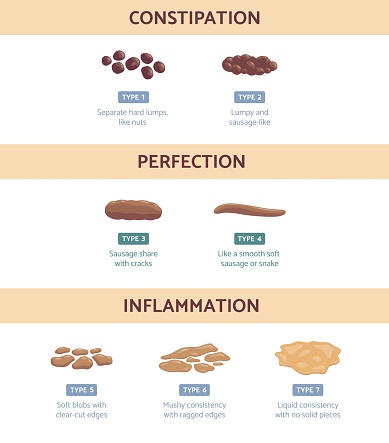 Bristol Stool Chart With Medicine Description Of Type Human Feces Stock ...