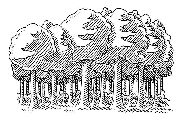 Broadleaf Tree Forest Drawing Hand-drawn vector drawing of a Broadleaf Tree Forest. Black-and-White sketch on a transparent background (.eps-file). Included files are EPS (v10) and Hi-Res JPG. forest drawings stock illustrations