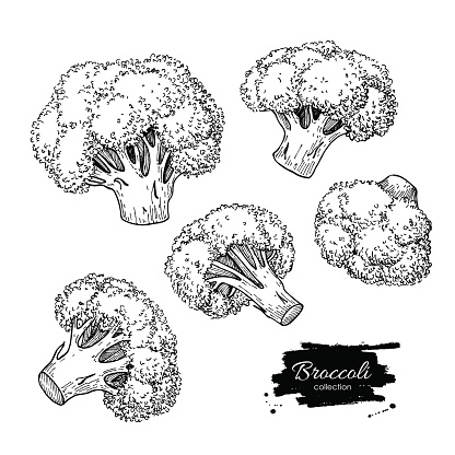 Broccoli hand drawn vector illustrations. Isolated engraved style Broccoli objects