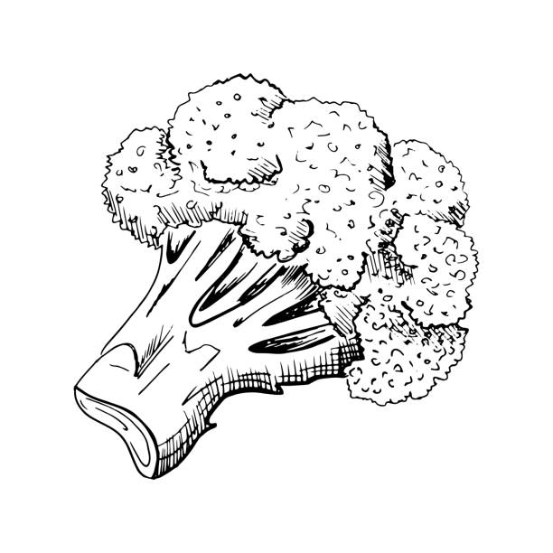 illustrazioni stock, clip art, cartoni animati e icone di tendenza di schizzo broccoli. broccoli vegetali disegnati a mano, illustrazione in stile schizzo, isolati su sfondo bianco. - savoia