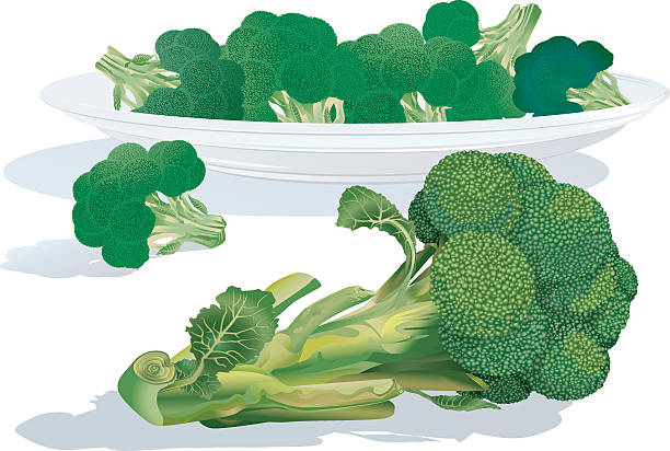 Broccoli Sprouts vector art illustration