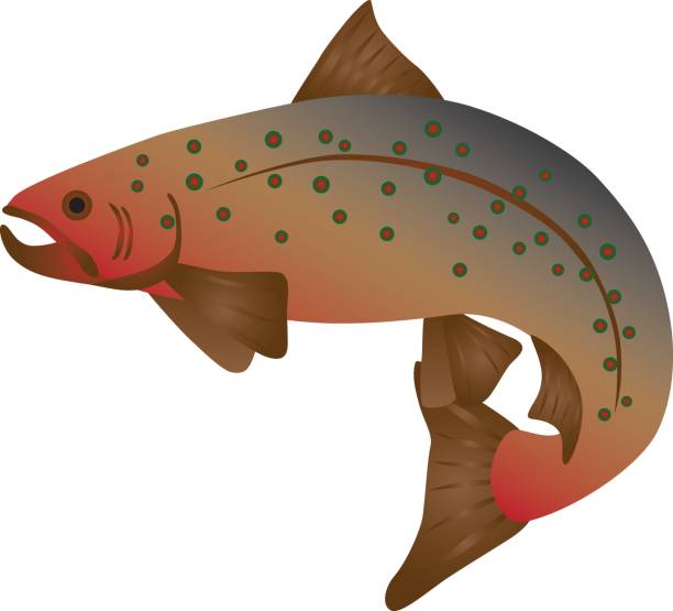 Brook Trout Color Illustration Brook Trout Fish in Color Illustration brook trout stock illustrations
