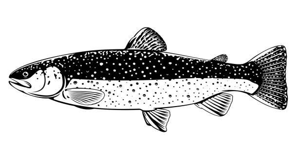 Brook trout fish black and white illustration Realistic brook trout fish isolated illustration, one freshwater fish on side view, commercial and recreational fisheries brook trout stock illustrations