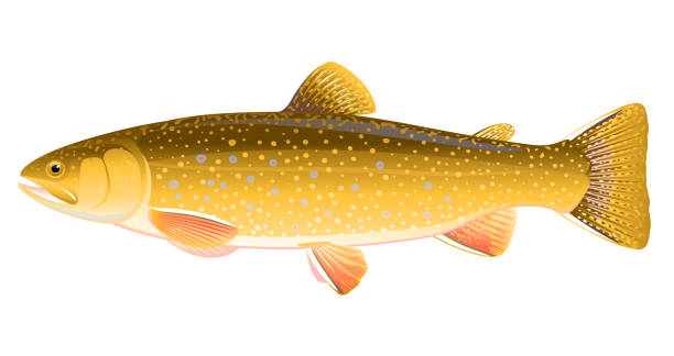 Brook trout fish illustration Realistic brook trout fish isolated illustration, one freshwater fish on side view brook trout stock illustrations