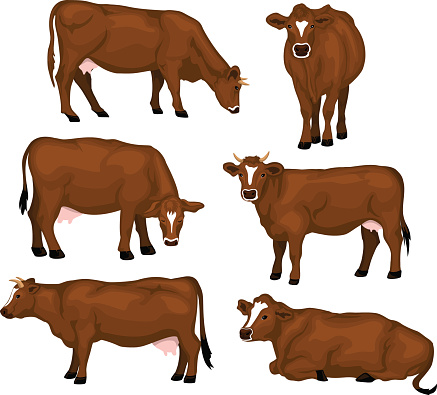 Brown cattle set. Cows standing, lying, eating, grazing, side and front view