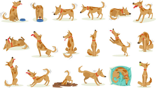 ilustrações de stock, clip art, desenhos animados e ícones de brown dog set of normal everyday activities - come e sente