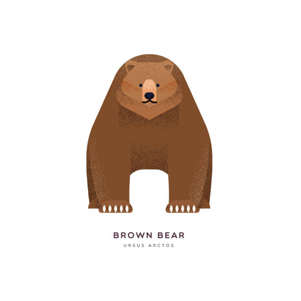 Brown grizzly bear isolated animal cartoon Brown bear animal illustration on isolated white background. Educational wildlife design with fauna species name label. brown bear stock illustrations