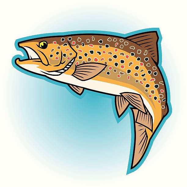 Brown Trout: Full color vector illustration of a Brown Trout. Outline, color fill and background are on separate layers. Full editable. brook trout stock illustrations